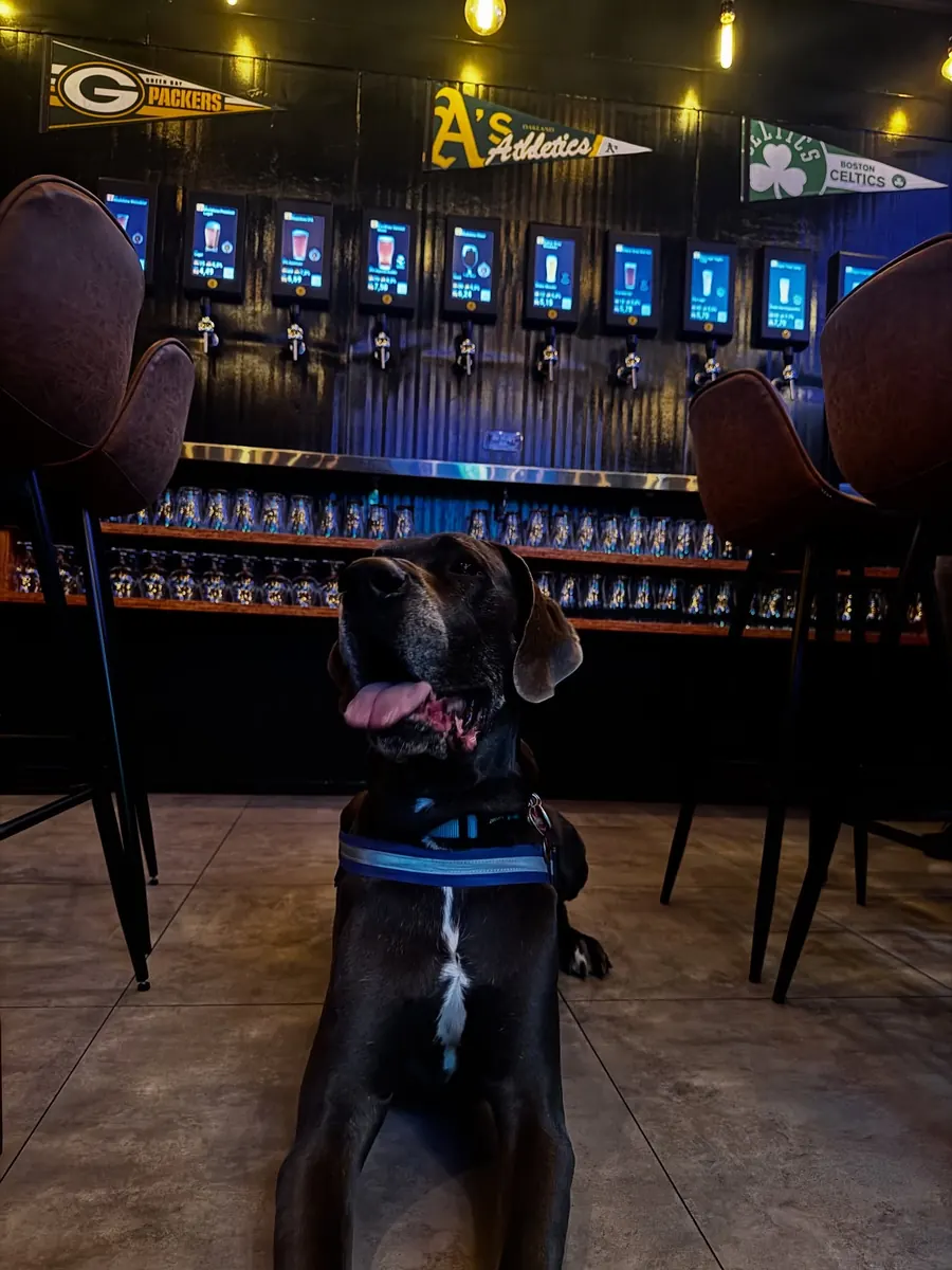 Cachorro sentado em frente à parede de torneiras do Vibbra